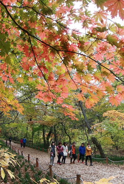  함양 상림공원 오색단풍.