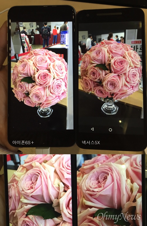 아이폰6S+(왼쪽)과 넥서스5X로 실내에서 촬영한 장미 화분 사진. 아래는 확대 사진.(무플래시, 무보정)