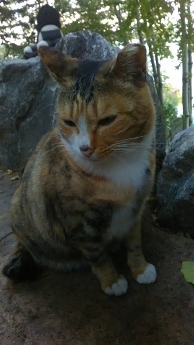 용두산 공원의 고양이들