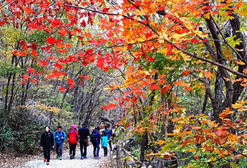 지리산 피아골의 단풍. 가뭄 탓에 예년보다 덜 아름답다고 하지만, 여행자의 마음을 빼앗기에 충분하다.