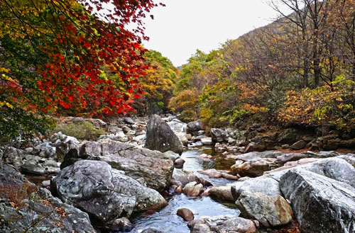 지리산 피아골의 가을. 피아골은 임걸령에서 시작돼 직전마을을 거쳐 섬진강으로 흘러드는 긴 계곡이다.