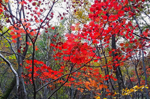  지리산 피아골의 단풍. 가뭄 탓에 예년보다 덜 아름답다지만, 여행자의 마음을 빼앗는데는 전혀 부족함이 없다.