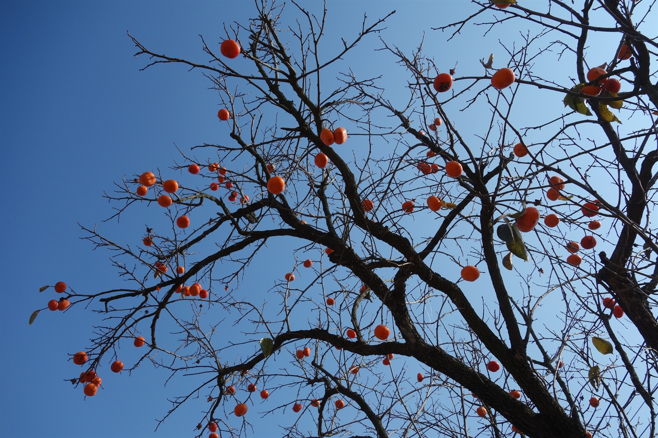                     가을 쪽빛 하늘아래 감나무