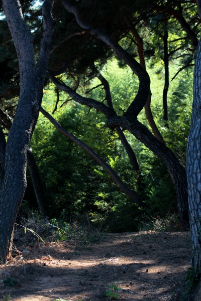 산청 배산서원 뒤편으로 미끈한 소나무들이 신나게 흔드는 모양새가 유쾌한  숲이 있다.