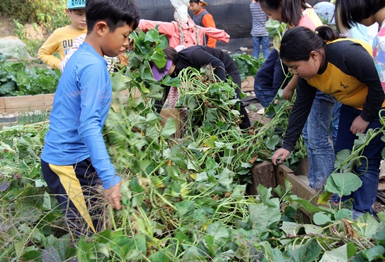 학생들이 학교 옆 텃밭에서 고구마를 수확하고 있다.