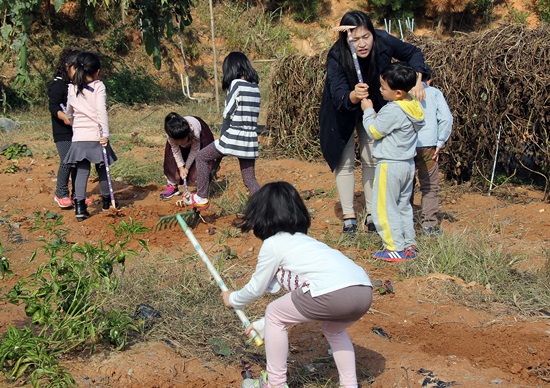 농기구로 땅을 파며 놀고 있는 대기초 유치원생들