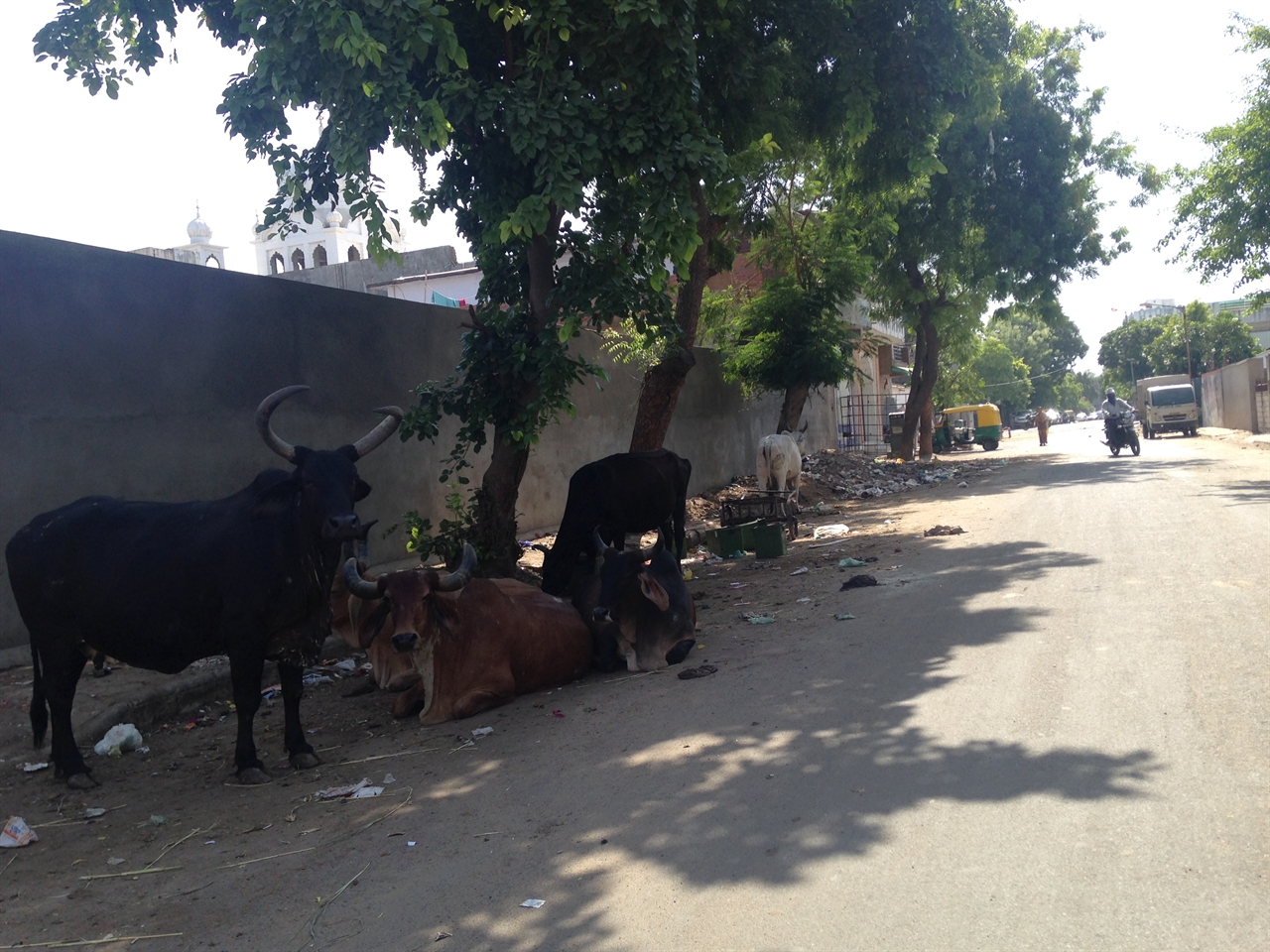 아마다바드에서의 마지막 산책길. 길거리에 방생된 소들이 유독 많았다. 쓰레기 더미에서 음식을 찾는 소들은 저렇게 병들어 죽어가는 경우가 많다고 한다. 
