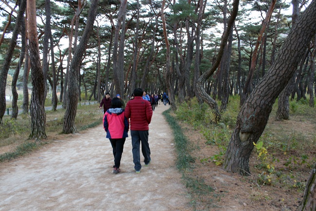 경북 청도 운문사의 솔바람 길입니다. 소나무에 찍힌 하트 모양은 일제 강점기의 아픔입니다.