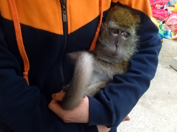 사람에게 잡아먹힐 운명에서 자신을 구해준 또다른 사람에게 구출돼 11년간 살다가 최근에 동물원으로 옮겨진 원숭이 '삼순이'. 