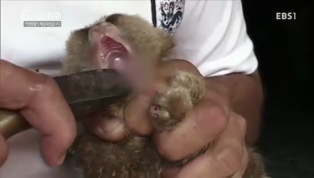야생동물 암거래 시장에서 슬로로리스 원숭이가 사람을 물지 않도록 상인이 이빨을 자르고 있다. 이런 과정에서 마취는 이뤄지지 않는다. EBS 1TV <하나뿐인 지구> '야생동물이 배송되었습니다'의 한 장면.