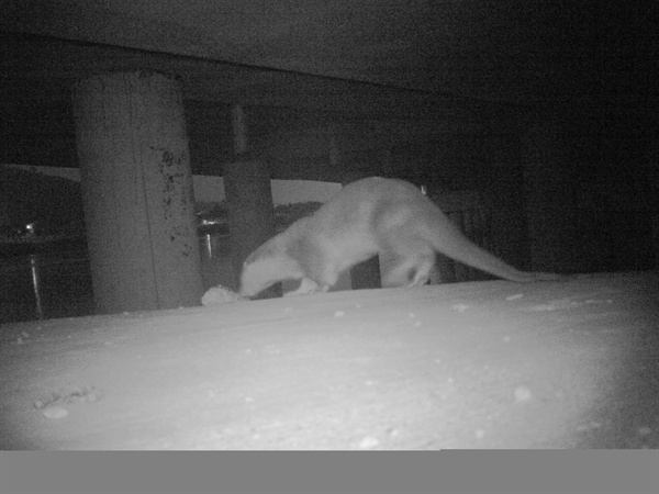 창원 봉암갯벌 쪽에 설치해 놓은 야간적외선카메라에 수달이 촬영되었다.
