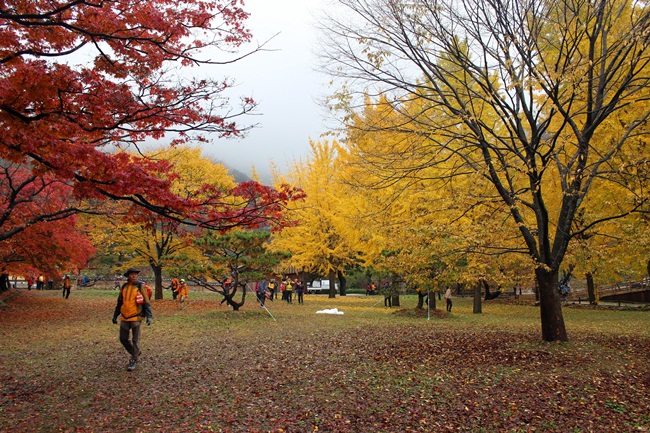 가을, 전북 부안 능가산 내소사 단풍입니다. 