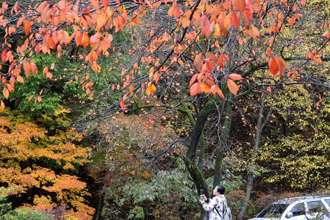 나무에 달린 감과 잎들이 김영랑 시인의 <오매, 단풍 들것네>를 떠올리게 했습니다.