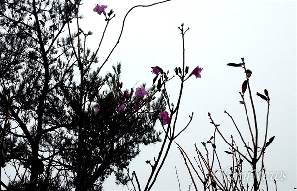 영남알프스인 재약산 정상 부근에 최근 진달래 한 그루가 꽃을 피웠다.
