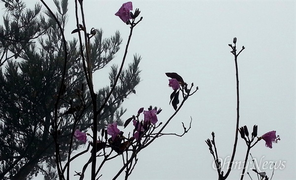 영남알프스인 재약산 정상 부근에 최근 진달래 한 그루가 꽃을 피웠다.