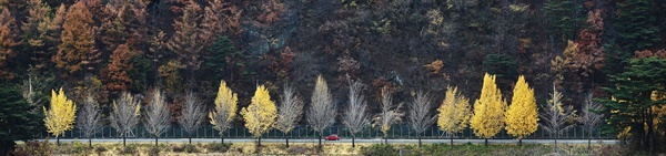 19일 지리산 가는 길목인 경남 함양군 마천면 은행길에 노란 은행나무잎들이 가을비에 떨어져 늦가을 정취를 느끼게 하고 있다.