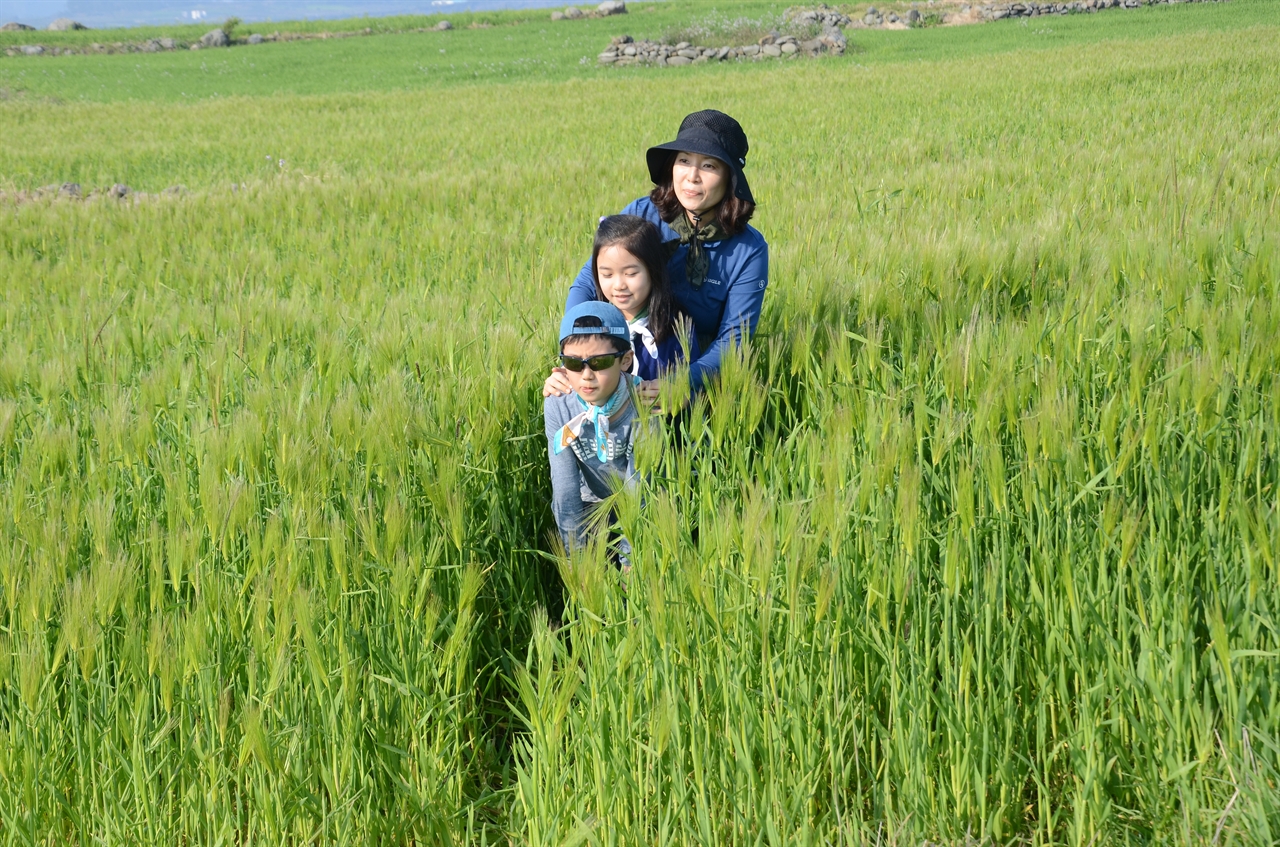 가파도 청보리 밭 어느 행복한 가족 기념 촬영 