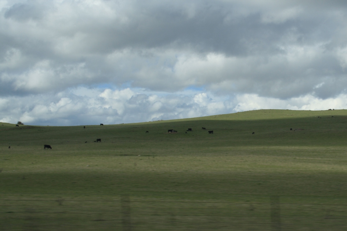 호주 여행을 하다보면 쉽게 만날 수 있는 초원 풍경. 한가롭게 풀을 뜯는 소들의 모습이 좋다.