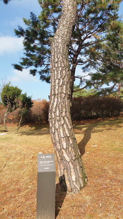경기도 지정 지방기념물 제19호로 보호받는 노송지대 소나무