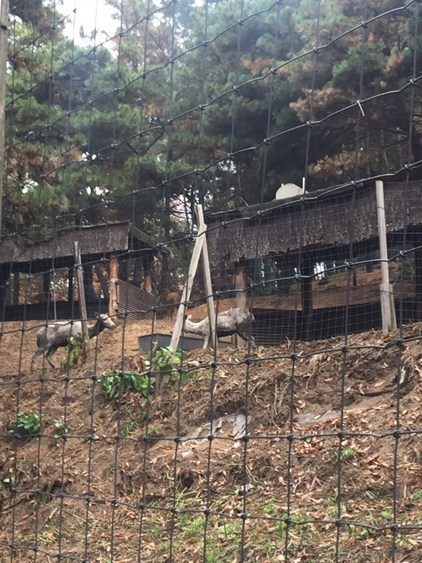 대전동물원에 도착한 다마사슴의 모습