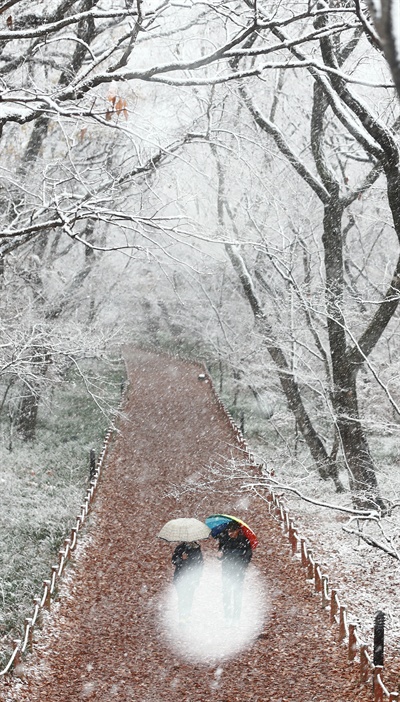26일 오전 경남 함양군 천년의 숲 상림공원에 올 들어 첫 눈이 내리고 있다.