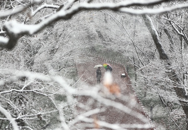 26일 오전 경남 함양군 천년의 숲 상림공원에 올 들어 첫 눈이 내리고 있다.