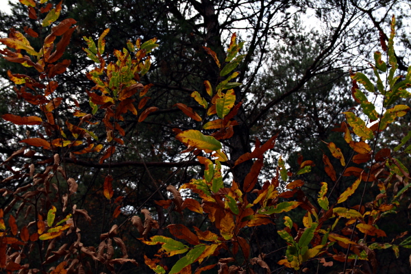 산 속 붉나무들이 가는 가을의 흔적을 품었는지 붉게 불탄다.
