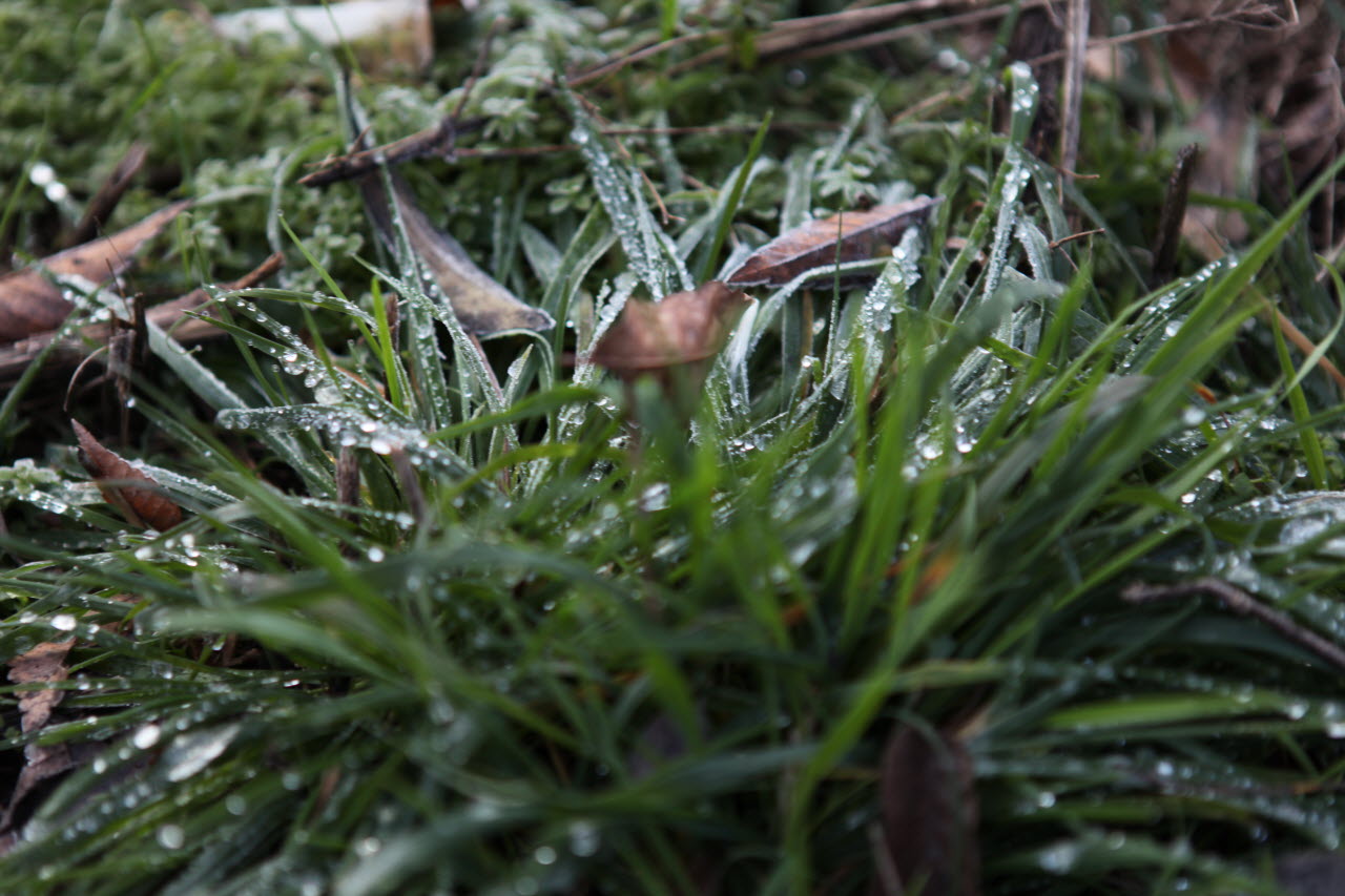 밟을 때마다 유리조각이 부딪는 소리를 내는 언 땅. 풀잎위의 모든 이슬은 모두 그 모습 그대로 얼음이 되었습니다. 
