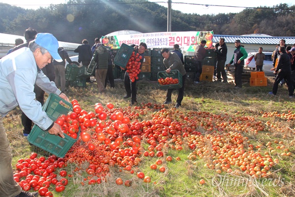 한국토마토생산자 자조회 경남연합회는 27일 오후 함안 군북 동촌리 들녘에서 "토마토 과잉 생산에 따른 산지출하조절 결의대회"를 열고, 애써 생산한 토마토를 상자에 담아와 버리는 상징의식을 선보였다.