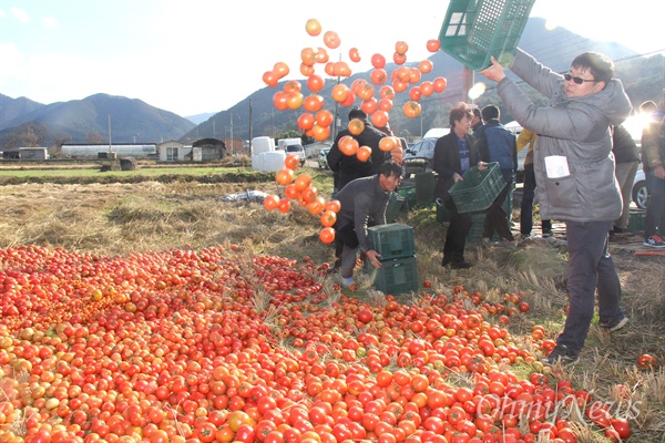 한국토마토생산자 자조회 경남연합회는 27일 오후 함안 군북 동촌리 들녘에서 "토마토 과잉 생산에 따른 산지출하조절 결의대회"를 열고, 애써 생산한 토마토를 상자에 담아와 버리는 상징의식을 선보였다.