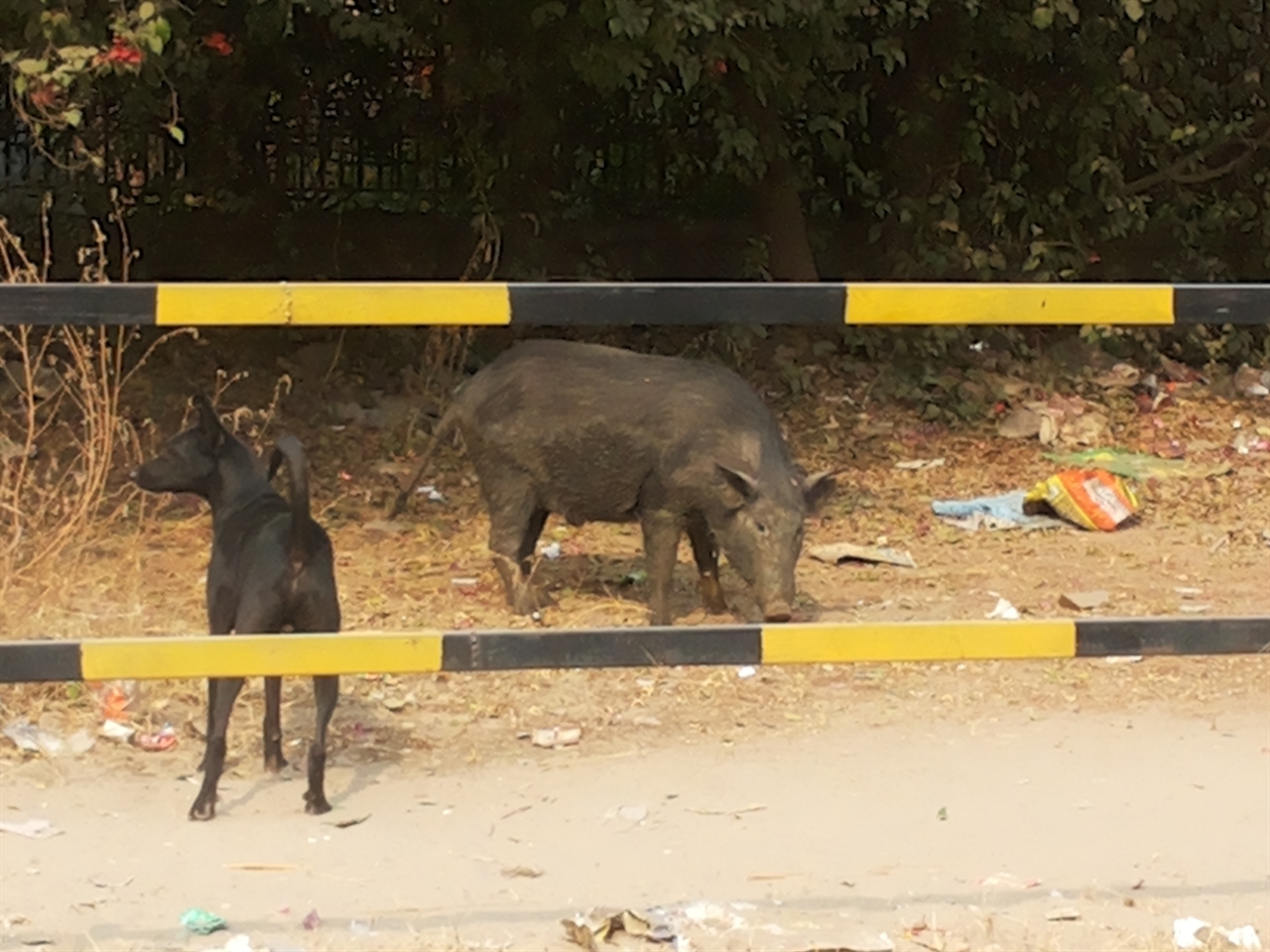 인도 구르가온에 있는 회사 앞 도로변에서 개와 신경전을 벌이고 있는 멧돼지