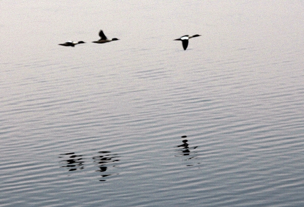 카메라 셔터 소리에 놀랐는지 세 마리의 새가 호수를 박차고 하늘로 힘차게 날갯짓하며 올라간다. 녀석들의 비행에 넋이 나가 카메라 초점을 놓쳤다. 
