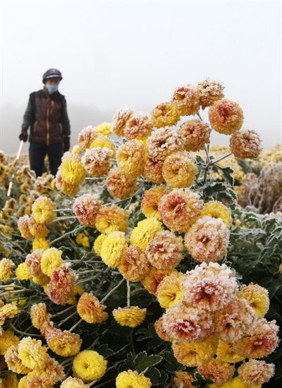 1일 함양 상림공원 인근 국화꽃에 내린 서리.