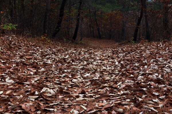 적벽정에서 좀 더 올라가면 적벽산 정상이 나오는데 수북한 낙엽길이 카펫을 깔아놓은 듯 푹신하다.