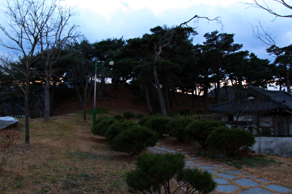  경남 산청군 신안면 장죽리에 있는 양천강 언덕 위 솔숲.