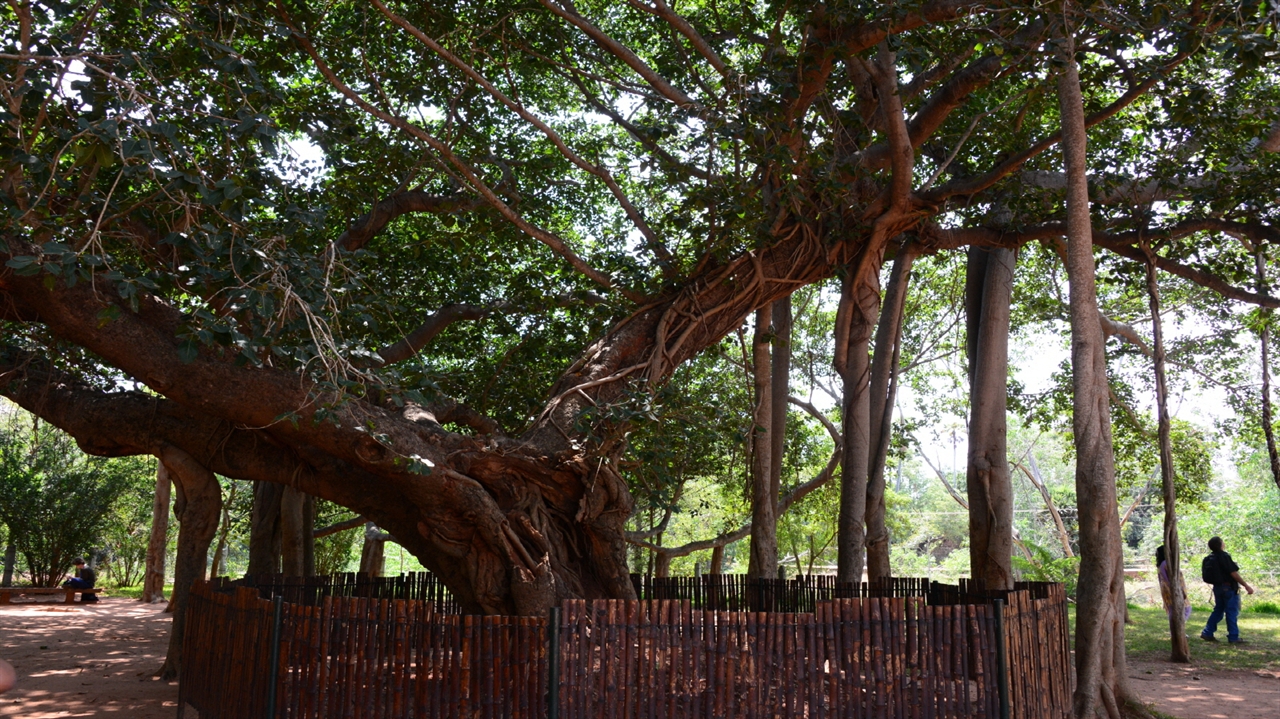 반얀 트리는 힌두교에서 매우 신성시 하는 나무다.
