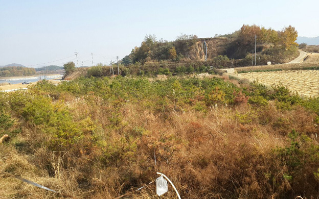 안동시 풍천면의 경북 신도청지역 공사를 진행하면서 소나무밭이 침수피해를 입었다. 소나무들이 고사하는 장소.