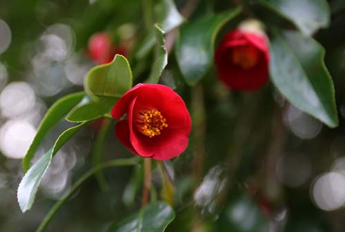 빨간 동백꽃. 완도수목원에서 피기 시작한 동백꽃은 이듬해 봄까지 빨간 꽃세상을 연출하게 된다.