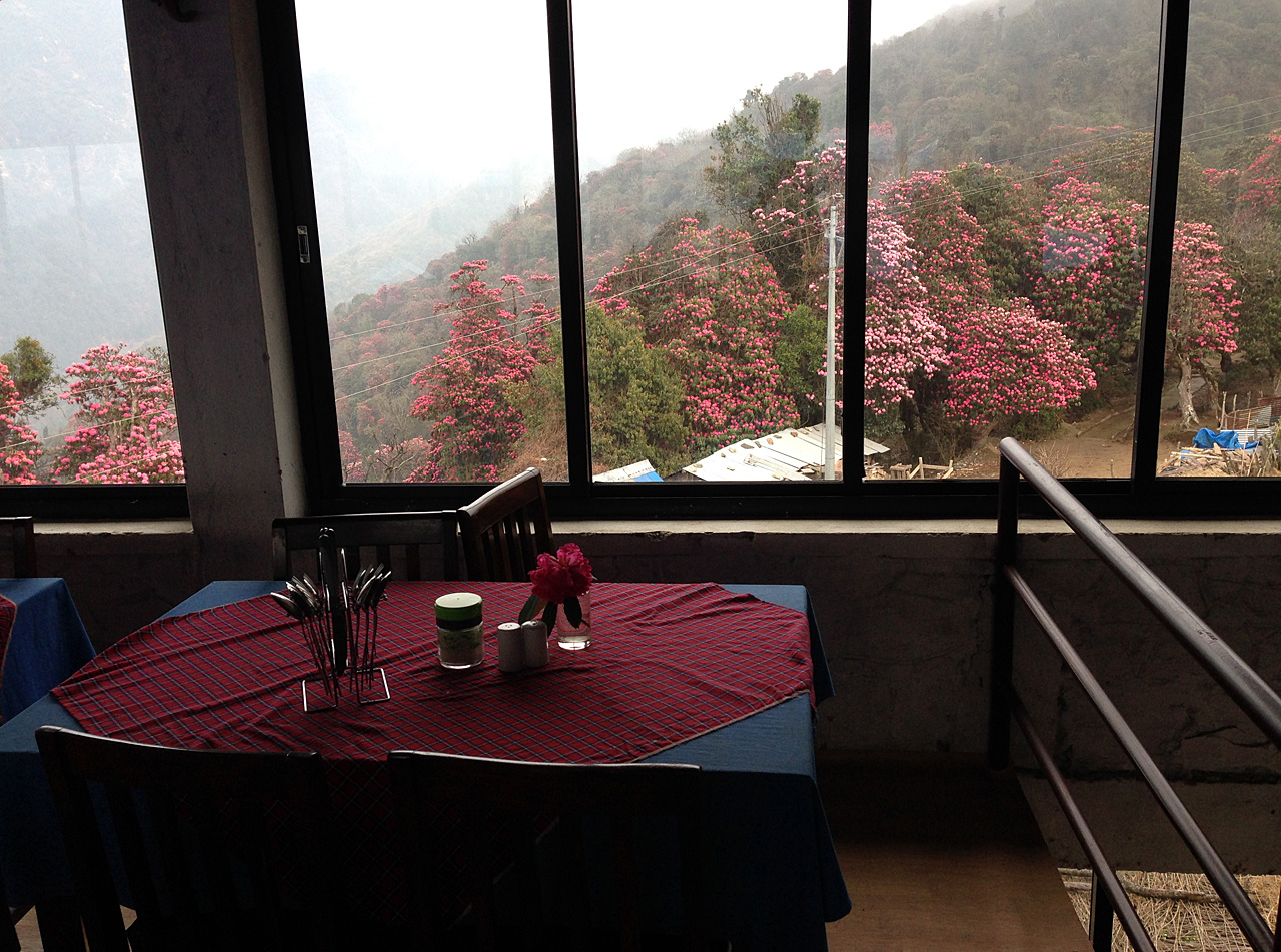 모든 것이 잘 정돈돼 있는 고레파니의 로지. 창밖으로 네팔의 국화인 랄리구라스가 보인다.