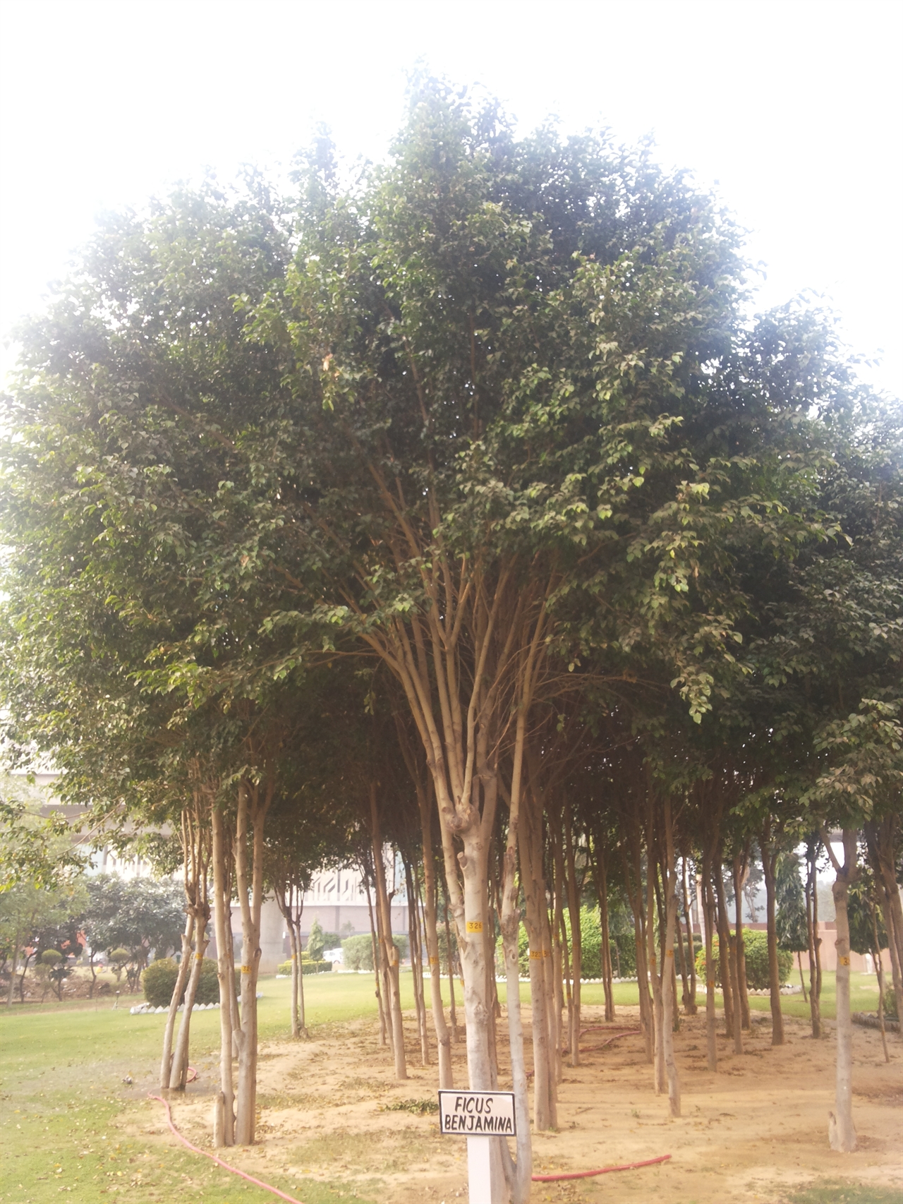 인도 구르가온 회사 근처 정원에 있는 벤자민 고무나무(Ficus Benjamina)