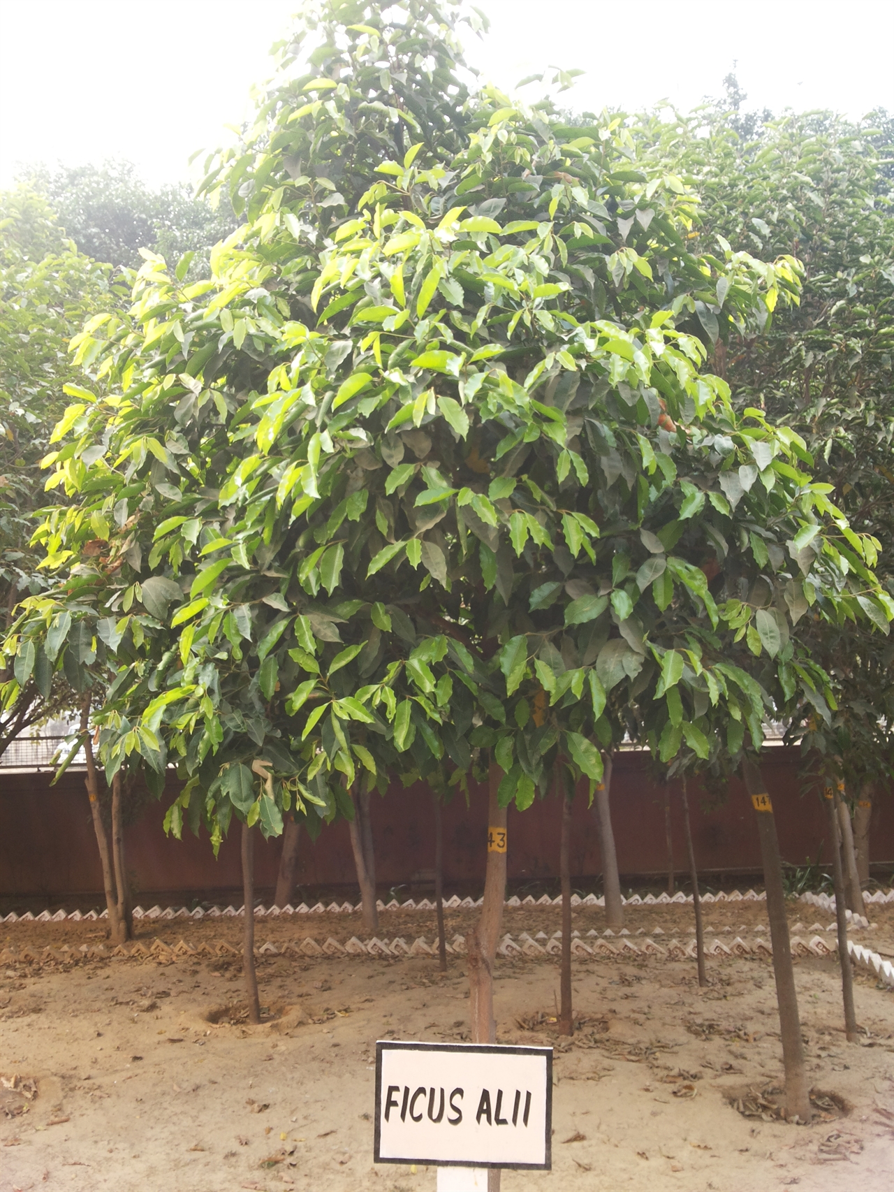 인도 구르가온 회사 근처 정원에 있는 알리고무나무(Ficus Alii)