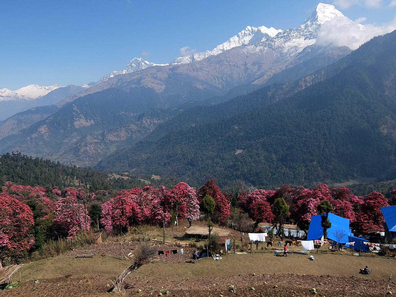 설산과 함께 살아가는 네팔 사람들. 네팔 국화인 랄리구라스가 흐드러지게 피어 있다.
