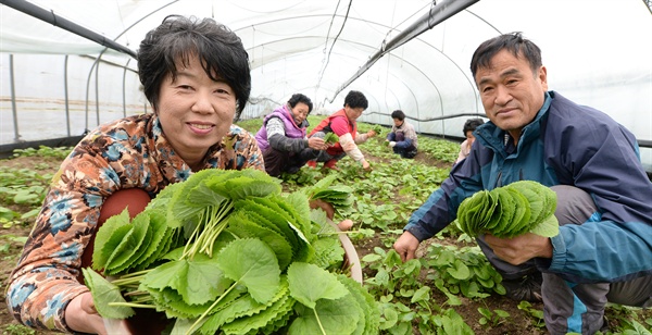  14일 오전 경남 거창군 가북면 우혜리 염길성(64)씨의 곤달비 비닐하우스에서 곤달비를 수확하고 있다.