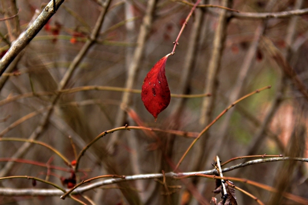 화살나무의 앙상한 가지 사이로 마지막 붉은 잎이 탐스럽다. 마치 오늘 태양을 맞는 내 마음 같다. 
