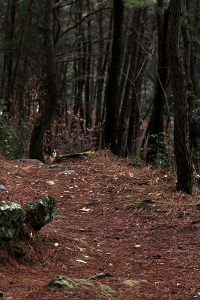 진양호 우암정에서 가족 쉼터로 내려가는 숲길은 갈색빛 고운 산책길이다.
