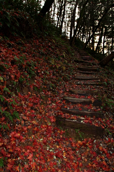 진주에서 나고 진주에서 사는 나에게도 진양호 숲길은 비밀의 정원처럼 낯설면서 가을의 흔적이 잔뜩 묻어 있다.