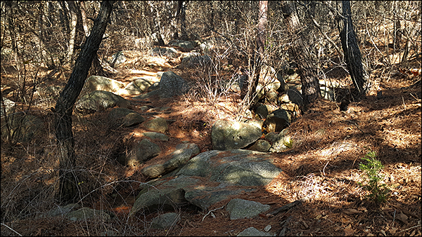 새갓골 오르는 길은 소나무와 바위가 어우러진 아름다운 오솔길이 내내 펼쳐진다.