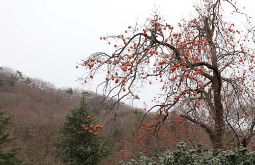 선암사에서 만난 감나무. 계절이 겨울의 한가운데로 들어가는 데도 감나무에 감이 주렁주렁 열려 있다.