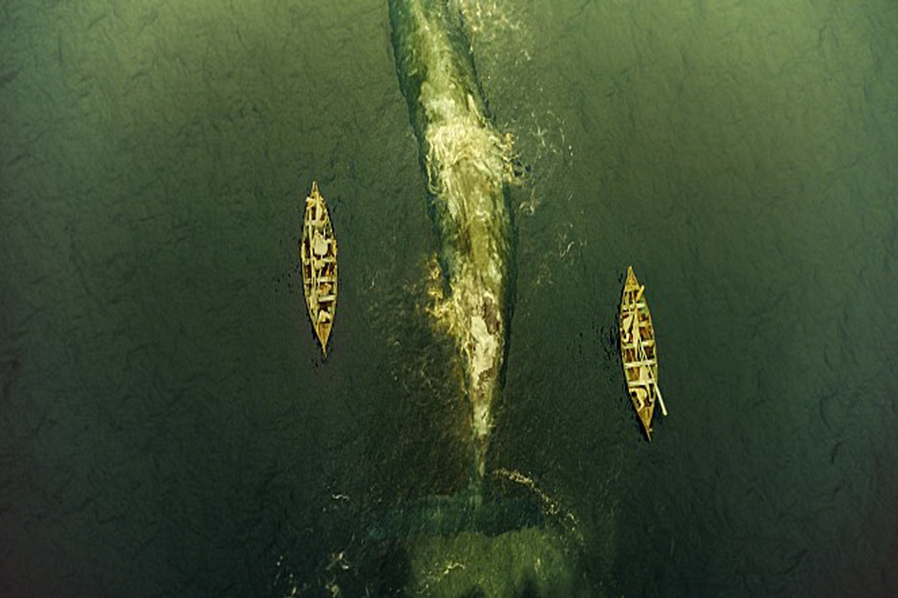 하트 오브 더 씨 표류하는 선원들 사이로 모습을 드러낸 거대한 고래