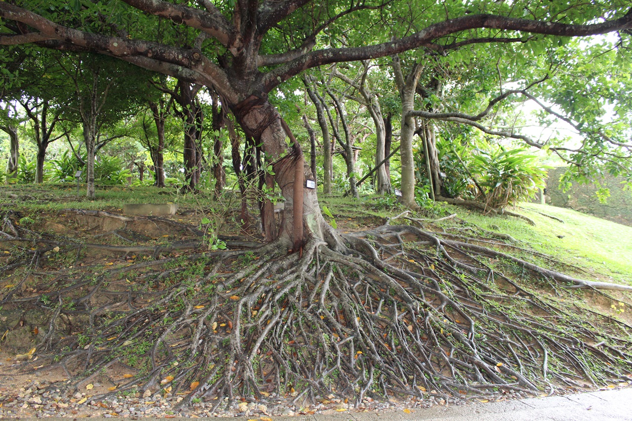 뿌리가 다 드러난 고목으로 오키나와에서 어렵지 않게 볼수 있는 나무